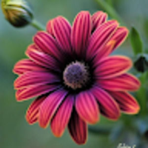 Meet your Posher, Trish